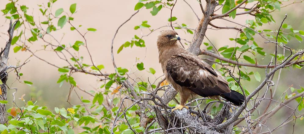 Wahlbergs Eagle